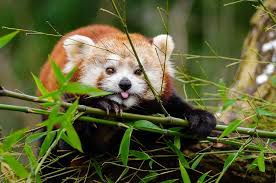 Cute Red Panda